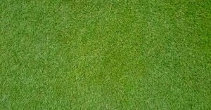 Bermuda grass sod